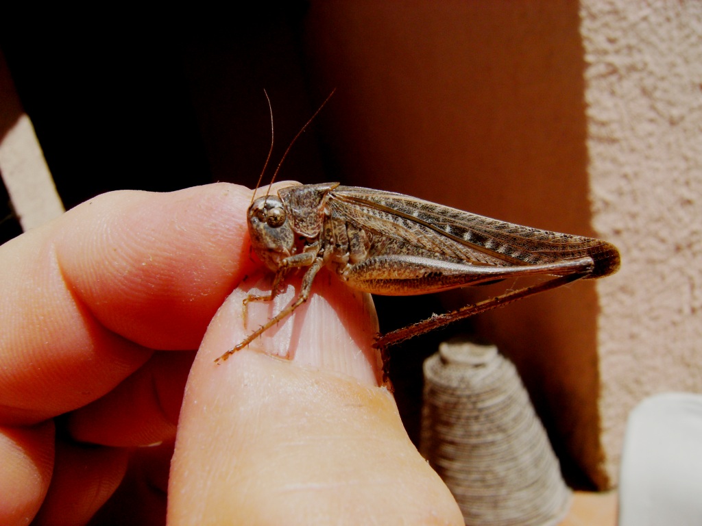 Decticus albifrons (Tettigoniidae)